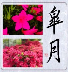 皐月
