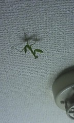 昨日気がついたけことだけど・・・