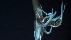 【お題日記】お気に入りの動物動画