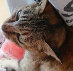 【お題日記】あなたは猫好きですか？