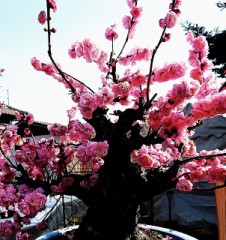 【お題日記】仮想通貨