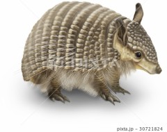 【お題日記】あなたを動物に例えるなら？