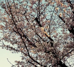 【お題日記】今年のお花見の予定は？