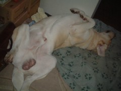 貴方は誰のファン？