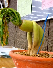 恥知らずにも程がある