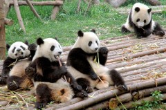 間抜けの言いなり