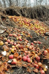 希望が消えた日