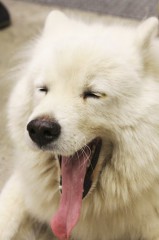 潰れてもいい国