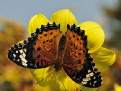 見る筈の無いもの