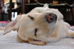 政治家が居ない国