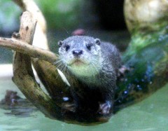 「ノー」と言える総理大臣