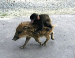 新しくないのがニュース