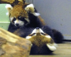 腹立たしいこと