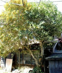 デジカフェ ＳＮＳ