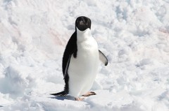 来年を考える-3／中間管理職