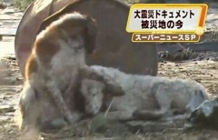 被災地のペットたち