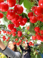 「さよなら人類」