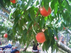 桃狩り(´∀｀）