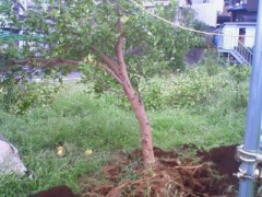 今日は台風で倒れたレモンの木を直しに…