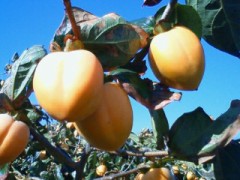 甘柿と渋柿の渋抜き、どちらが好きですか?