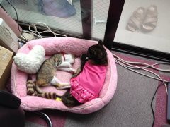 【お題日記】こたつ使っています。