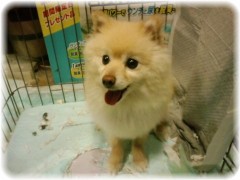 貧乏は犬をも殺す