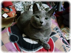 たまには猫など