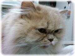 日々昇進（目標）