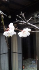 ほっと一息、梅の木（表）