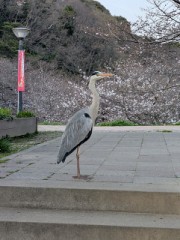鷺のお出迎え