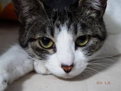 我が家のニャンコが