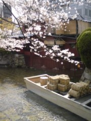 サイトもブログも若葉マ－クですが…がんばってみっかぁ