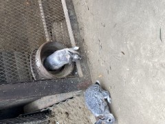 ふれあい動物園