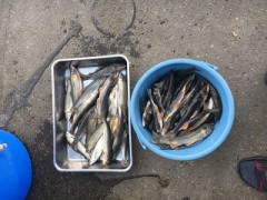 土日鮎釣りに行って来ました