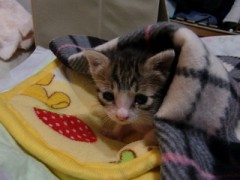 子猫を貰ってきました
