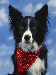 ワンコが欲しい…。