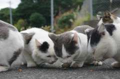 ねこんかつ(あー)。