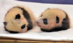 桜ちゃんと桃ちゃん。