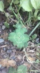 四つ葉のクローバー