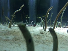 【お題日記】旅行連れてってもらえるならどこがいい？