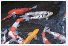 今日はデジチャット無料開放日なんですね