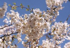 さくら帰国「飛距離伸ばしたい」