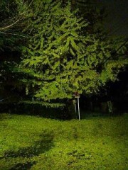 黄色のジュータン