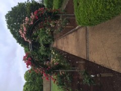 バラ咲きました