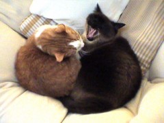 すけさぶろうくんとももちゃん