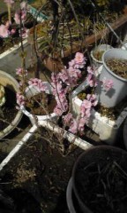 男なら傾いてなんぼ