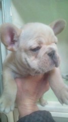 【お題日記】声で人を好きになったことはありますか？