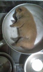 今日のお題は…