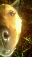 作ってもらいたい料理は