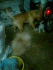 クリニングスクリニック